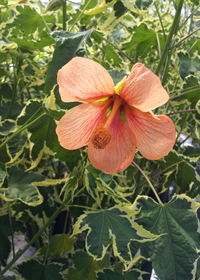 Abutilon 'Souvenir de Bonn'                  